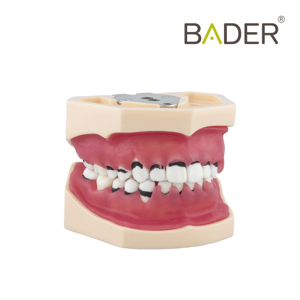 MODELO DE PERIODONCIA COMPLETO