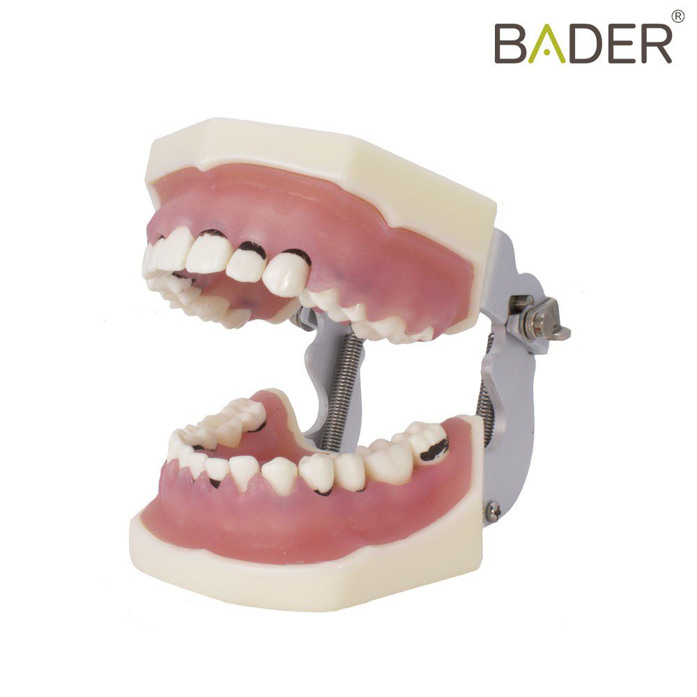 TIPODONTO DE PERIODONCIA CON ARTICULADOR