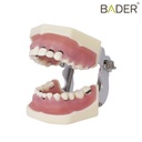 TIPODONTO DE PERIODONCIA CON ARTICULADOR