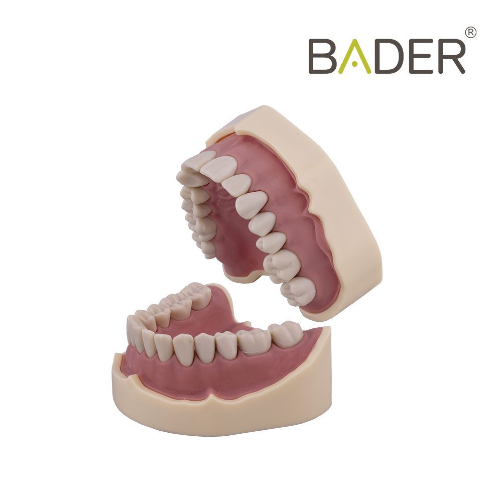 TIPODONTO CLÓNICO FRASACO ANA-4 COMPATIBLE + DESTORNILLADOR