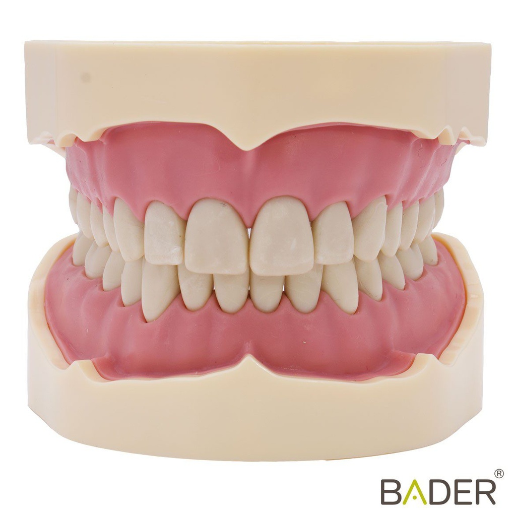 TIPODONTO CLÓNICO FRASACO ANA-4 COMPATIBLE + DESTORNILLADOR