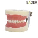 TIPODONTO CLÓNICO NISSIN PEDIÁTRICO + DESTORNILLADOR