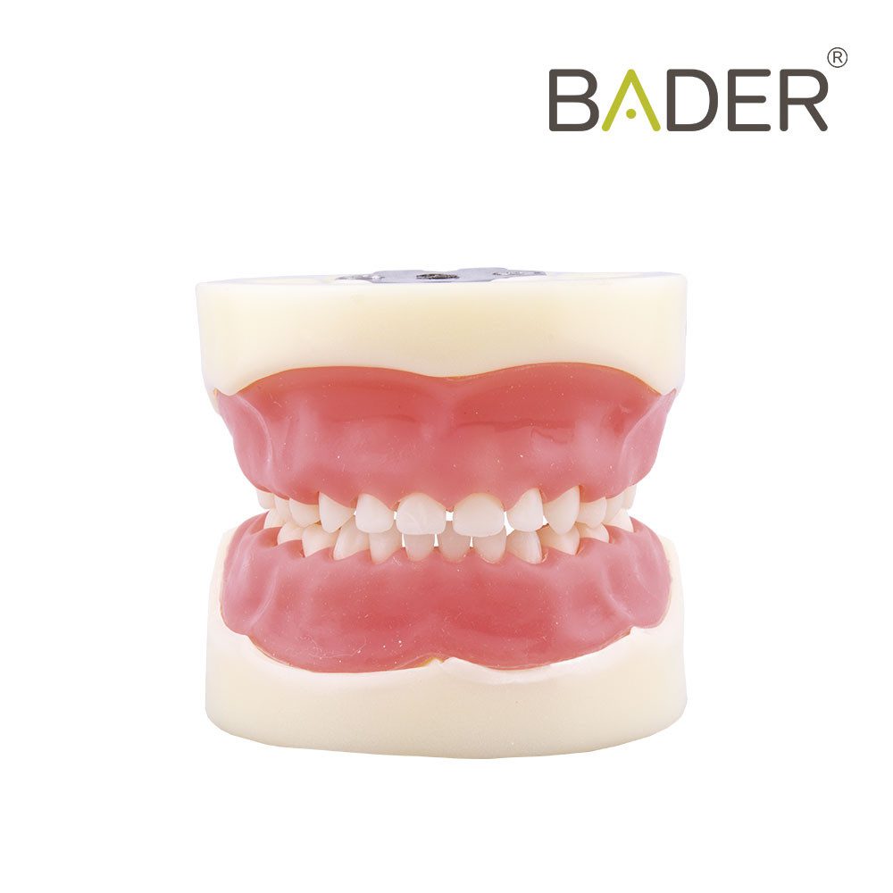 TIPODONTO CLÓNICO NISSIN PEDIÁTRICO + DESTORNILLADOR