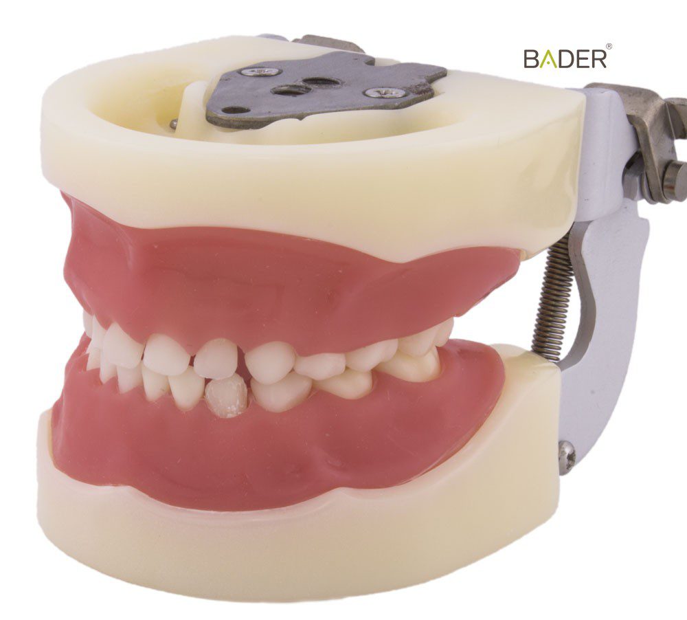 TIPODONTO CLÓNICO NISSIN PEDIÁTRICO + DESTORNILLADOR