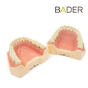 TIPODONTO CLÓNICO AG-3 ADULTO + DESTORNILLADOR