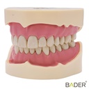 TIPODONTO CLONICO FRASACO 28 DIENTES - ANA-4