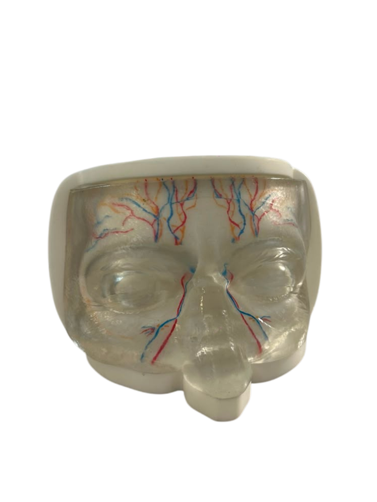 MODELO FACIAL PARCIAL SUPERIOR DE SILICONA TRANSPARENTE PARA PRÁCTICAS DE INYECCIÓN