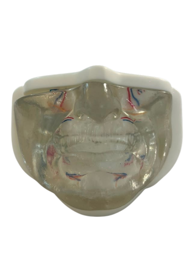 [0905162] MODELO FACIAL PARCIAL INFERIOR DE SILICONA TRANSPARENTE PARA PRÁCTICAS DE INYECCIÓN
