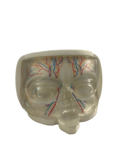 [0905163] MODELO FACIAL PARCIAL SUPERIOR DE SILICONA TRANSPARENTE PARA PRÁCTICAS DE INYECCIÓN